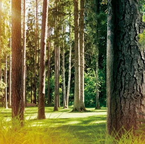 欧博官网
